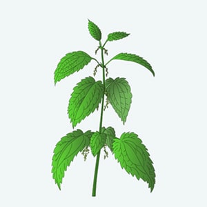 Urtica dioica - Kopřiva dvoudomá