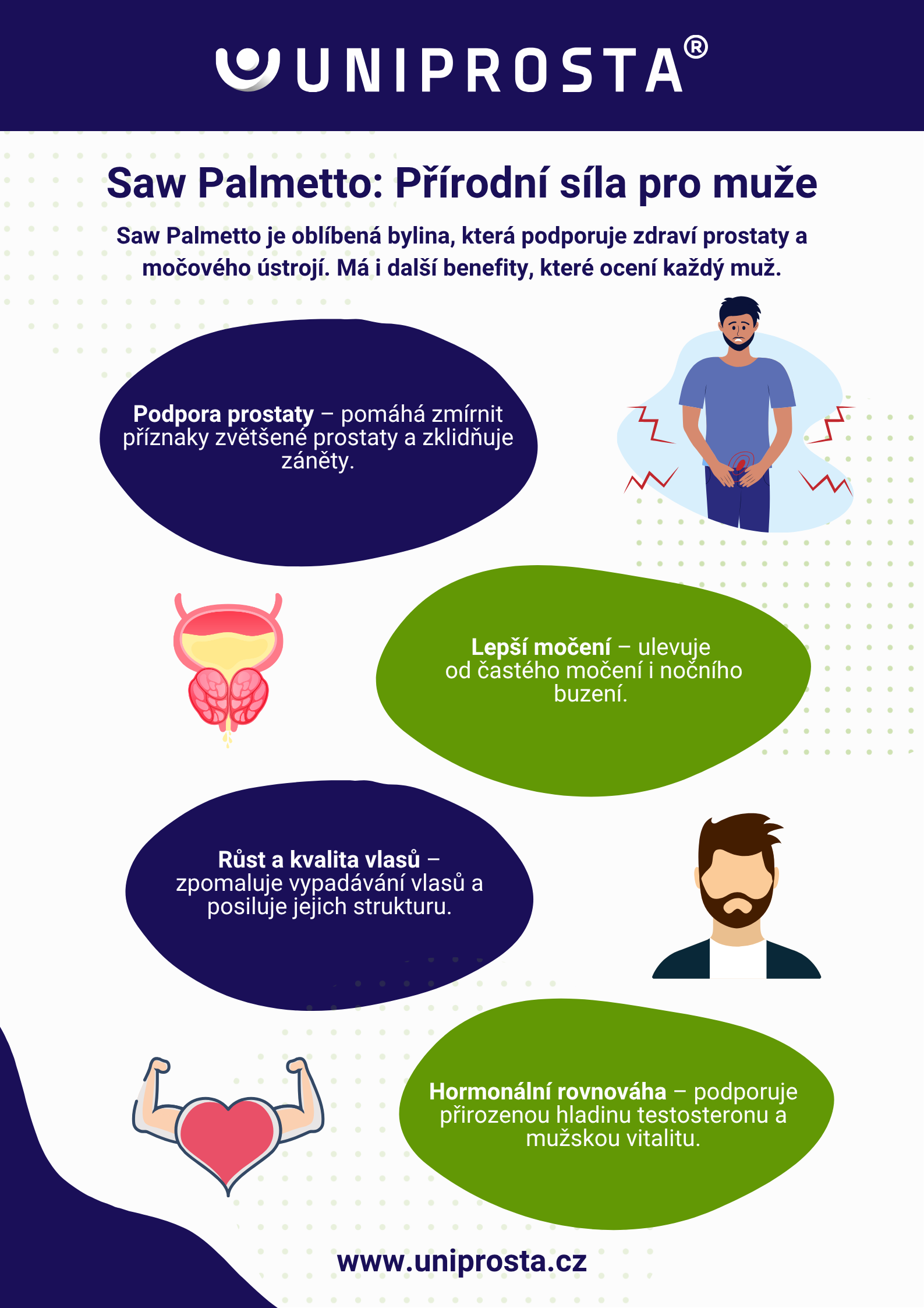 Infografika: Saw palmetto účinky na prostatu a vlasy
