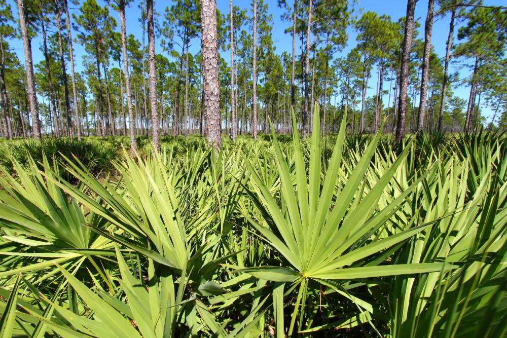 saw palmetto