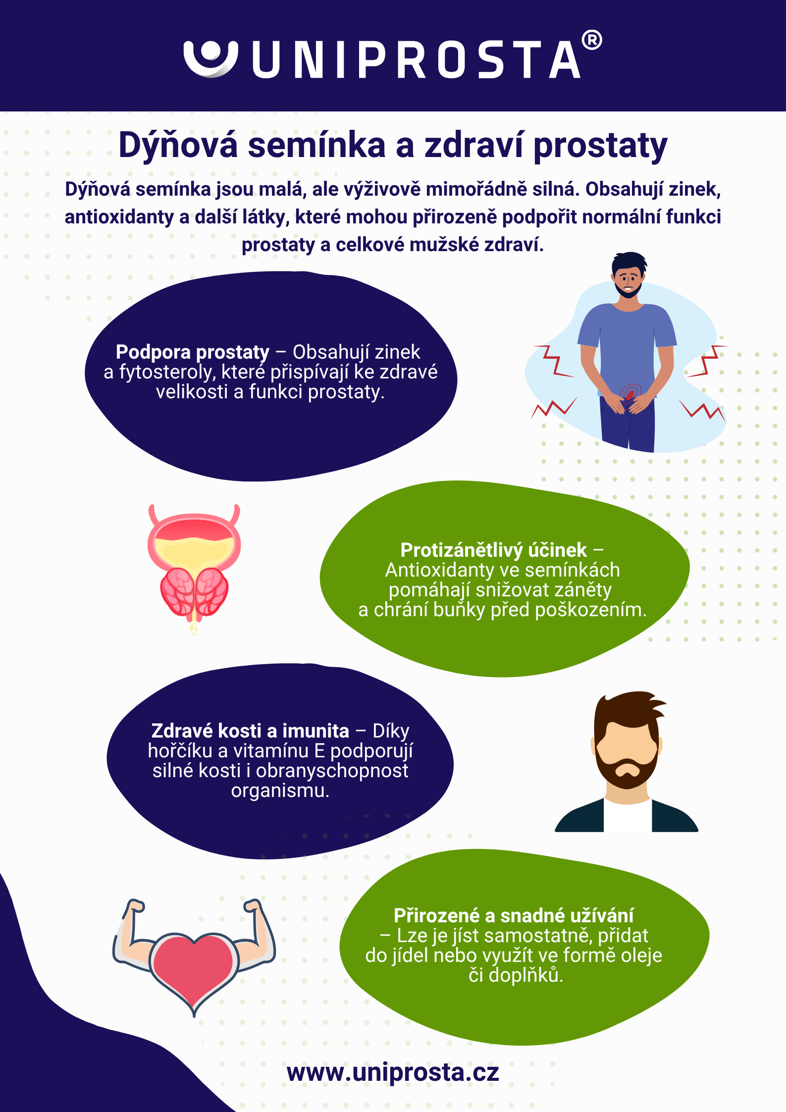 Infografika: Jak dýňová semínka podporují zdraví prostaty?