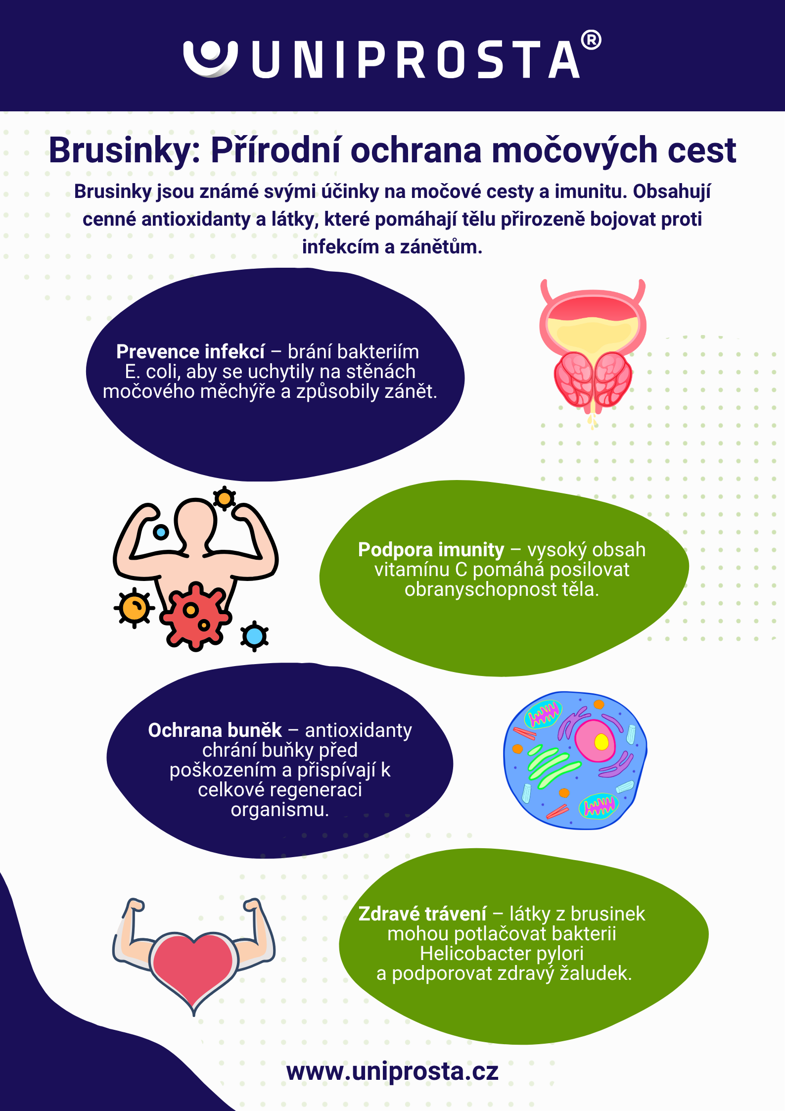 Infografika: Brusinky a jejich vliv na močové cesty